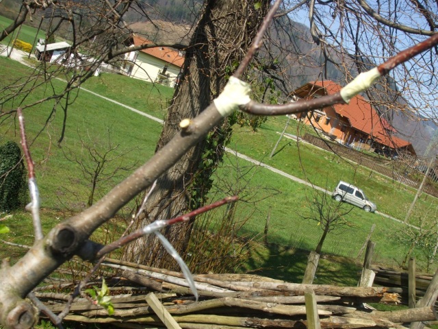 cepljenje dreves
